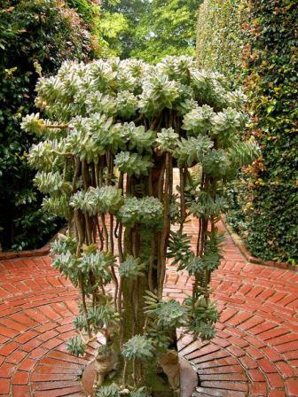 Идеи использования цветов для декора дома и садового участка