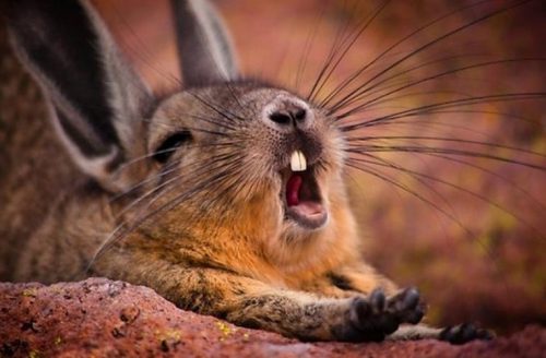 Как быстро поднять себе настроение и научиться им управлять