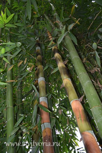 Как организовать свой отдых во Вьетнаме. Заметки путешественника